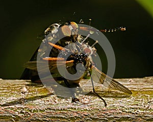 Robber fly Tolmerus atricapillus in close-up photo