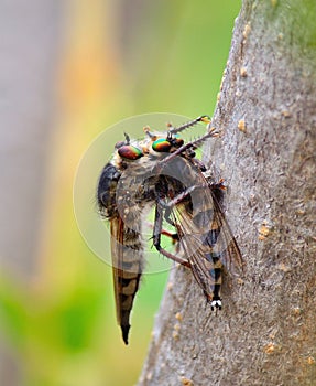 Robber fly trapping other robber fly