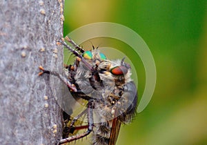 Robber fly trapping other robber fly