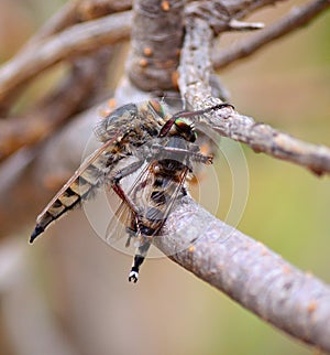 Robber fly trapping other robber fly