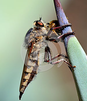 Robber fly trapping a small bee