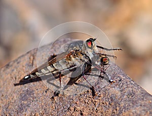 Robber fly trapping a small insect
