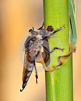 Robber fly trapping a small insect