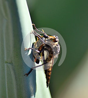 Robber fly trapping a small wasp