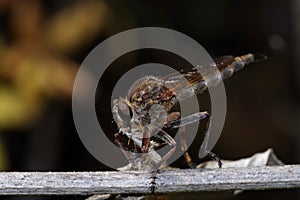 Robber fly on a twig