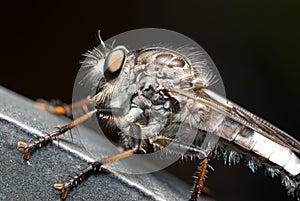 Robber Fly Up Close