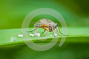 Robber fly with water drops