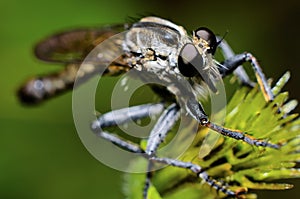 Robberfly