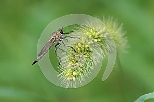 Robberfly