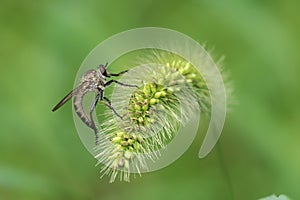 Robberfly