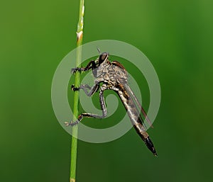 Robberfly