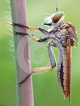 Robberfly in this afternoon