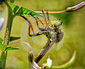 Robberfly is being stand on small tree