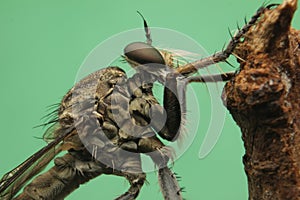 Robberfly close up insect marco photography