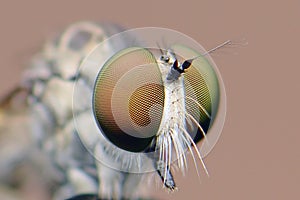 Robberfly close up