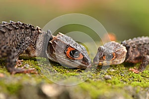 Robberfly close up