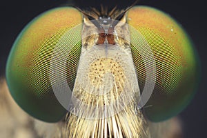 Robberfly Closeup Detail Eyes Macro Photography water droplets