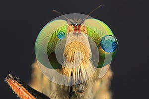 Robberfly with droplets eyes detail