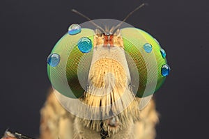 Robberfly with droplets eyes detail