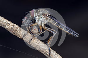 Robberfly eating prey on tree branch