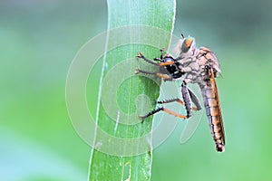 Robberfly is eating small insects on the leaves