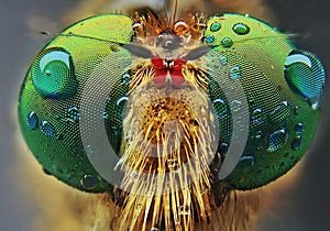 Robberfly with extreme close up