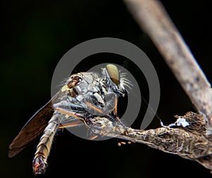 Robberfly