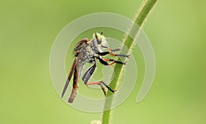 Robberfly flies insec lt predator close up photo