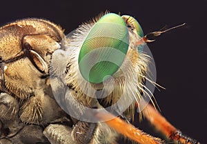 robberfly green eyes close up detail