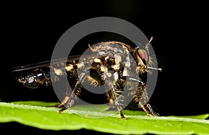 Robberfly on green leaf