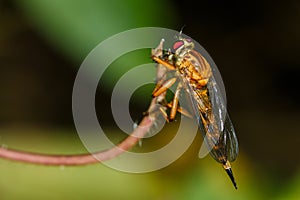 Robberfly ,insect, bug, wing.