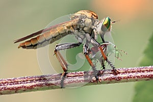 Robberfly insect predator eating canibal