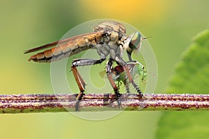 Robberfly insect predator eating canibal