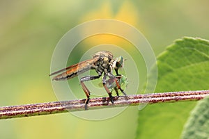 Robberfly insect predator eating canibal