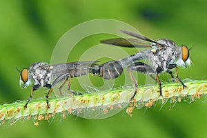 Robberfly matting on branch