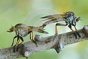 Robberfly matting love on tree