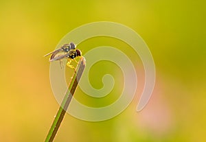 Robberfly