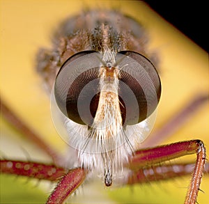 Robberfly portrait