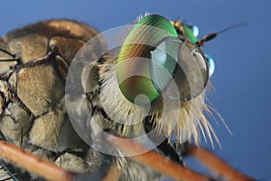 robberfly predator insect close up detail