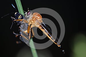 Robberfly with prey