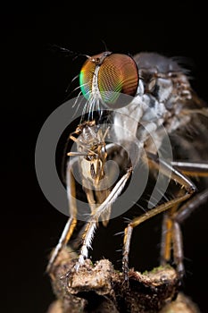 A robberfly with prey - a bark fly