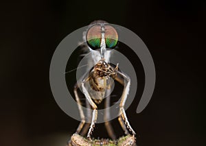 A robberfly with prey - a bark louse