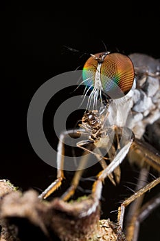 Robberfly with prey - a barkfly