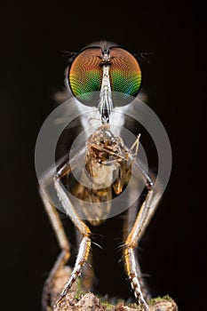 robberfly with prey - a barkfly, front view