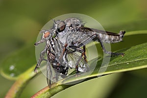 Robberfly with prey in wildlife