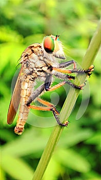 Robberfly in Sidoarjo, East Java, indonesia