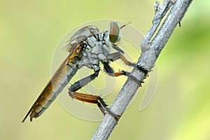 Robberfly on tree in spring day