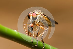 Robberfly on the trunk