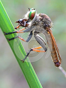 Robberfly Were Eating