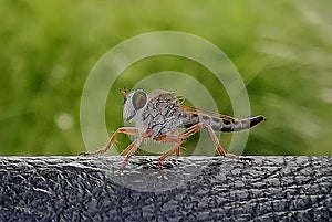 Robbers fly or Asilidae is insect fron sout punjab pakistan and india photo